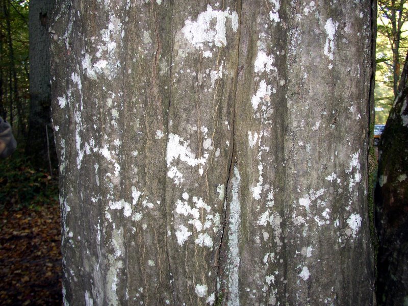 Arbres remarquables 07